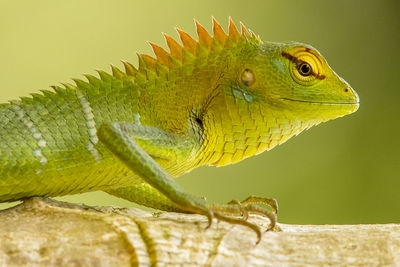 Close-up of iguana on branch