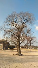 Bare tree against clear sky