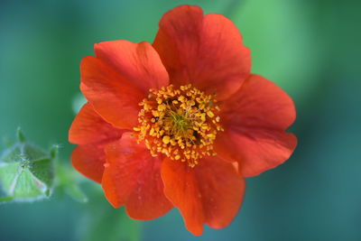 Close-up of red flower