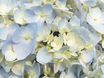 Close-up of white hydrangea flowers