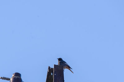 Low angle view of seagull perching