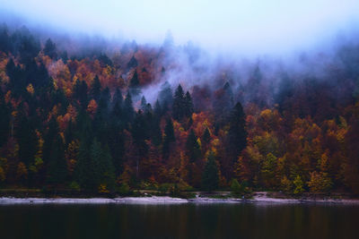 Scenic view of lake by trees in forest against sky