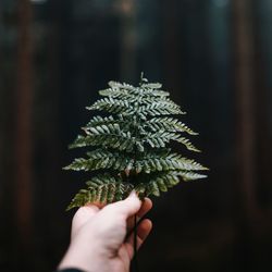 Close-up of cropped hand holding plant