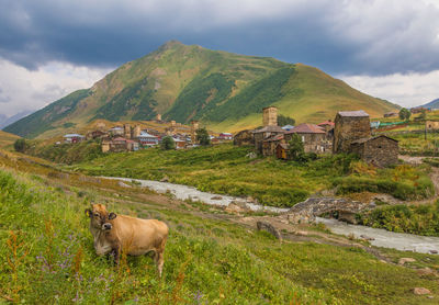 View of a sheep on landscape