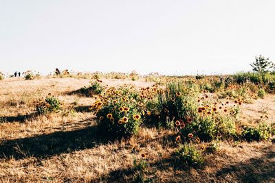 Plants on field against clear sky