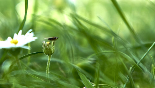 Close-up of bee pollinating on grass