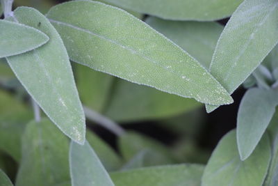 Close-up of wet plant leaves