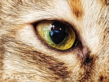 Close-up of cat eye