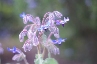 Close-up of purple flowering plant on field