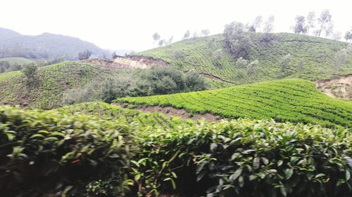 Scenic view of green landscape