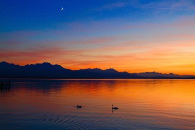 Silhouette birds swimming in lake at sunset