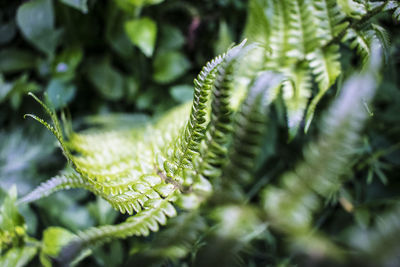 Close-up of fern