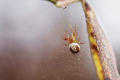 Close-up of spider on web