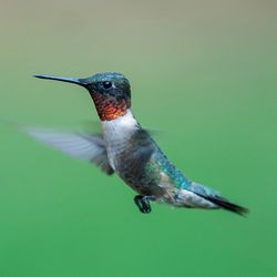 Close-up of hummingbird in mid-air