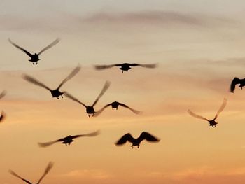 Low angle view of silhouette birds flying in sky