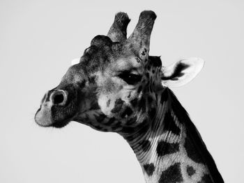 Close-up of giraffe