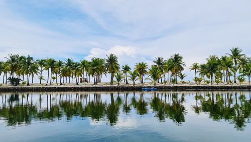 Palm trees by swimming pool against sky