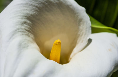 
the image shows the flower of a spathiphyllum plant
