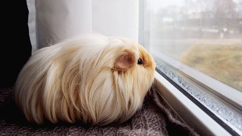 Close-up of a dog looking through window