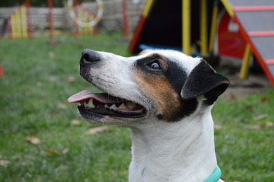 Close-up of dog looking away on field