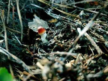 Close-up of mushroom growing on field
