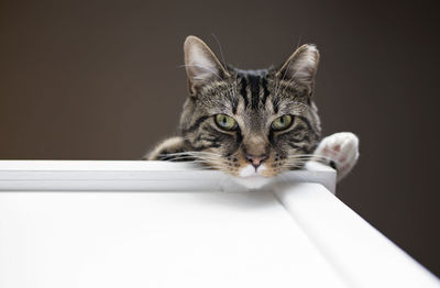 Portrait of cat against black background