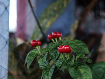 Close-up of red berries growing on plant