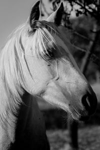 Close-up of a horse