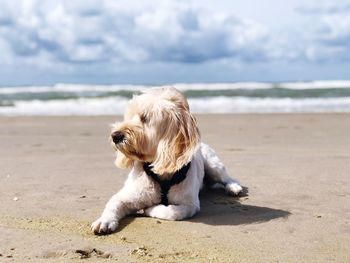 Dog on beach