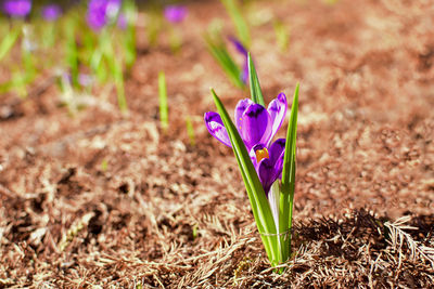 Close-up of purple crocus flowers on field