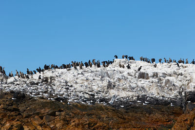 Flock of birds on rock formation against clear blue sky