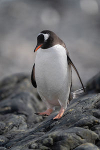 Gentoo penguin lifts foot walking down rock