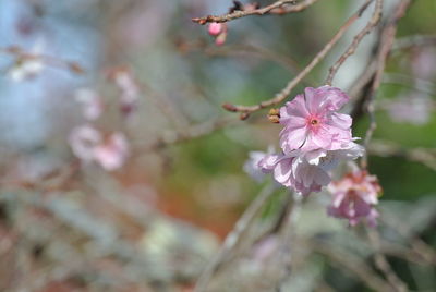 Close-up of pink cherry blossom on tree