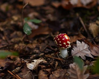 Close-up of fly agaric mushroom