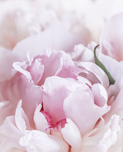 Close-up of white rose