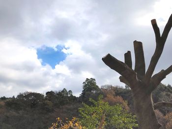 Low angle view of cactus plants against sky