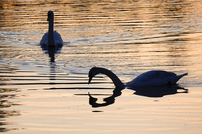 Swan swimming in lake during sunset