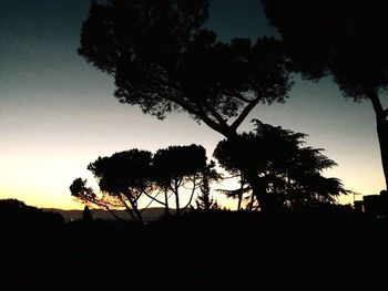 Silhouette of trees at sunset