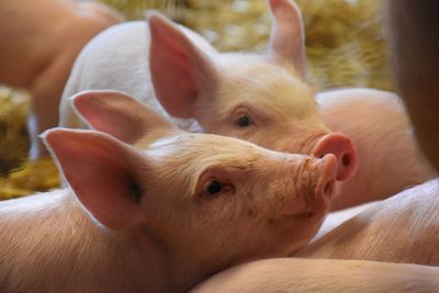 Close-up of baby piglets 