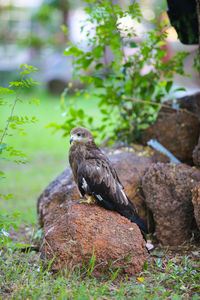 Bird perching on rock