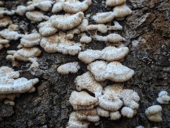 Full frame shot of mushrooms