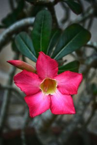 Close-up of hibiscus blooming outdoors