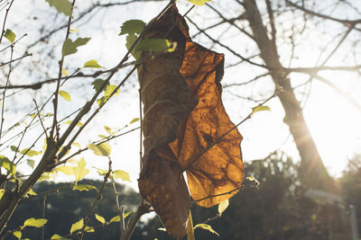 Low angle view of butterfly on tree against sky