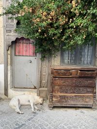 Dog in front of house