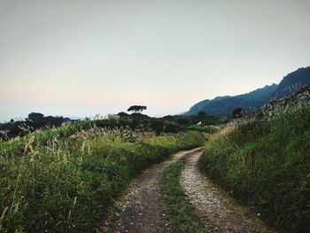 Scenic view of field against clear sky
