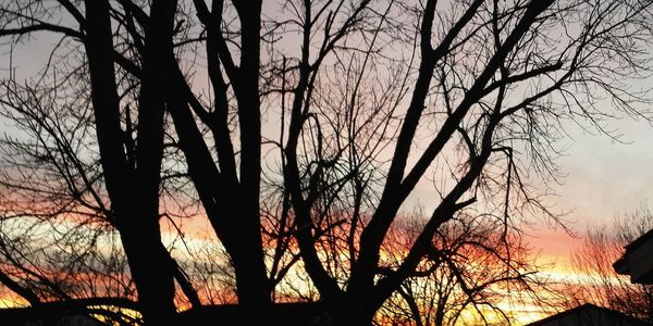 Silhouette of bare tree at sunset