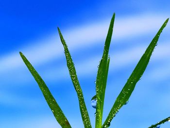 Close-up of wet plant against blue sky