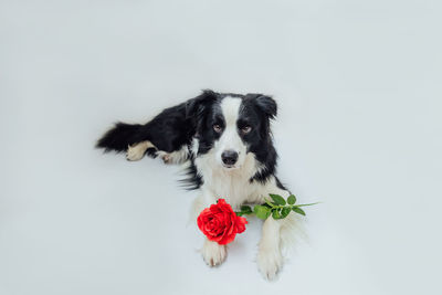 Portrait of a dog against white background