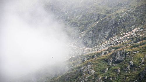 High angle view of sheep on mountain