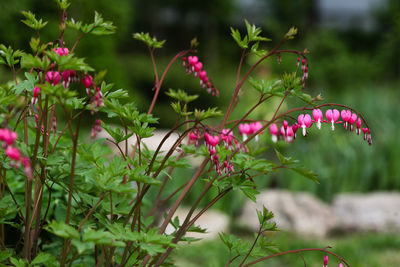 Close-up of pink flowering plants